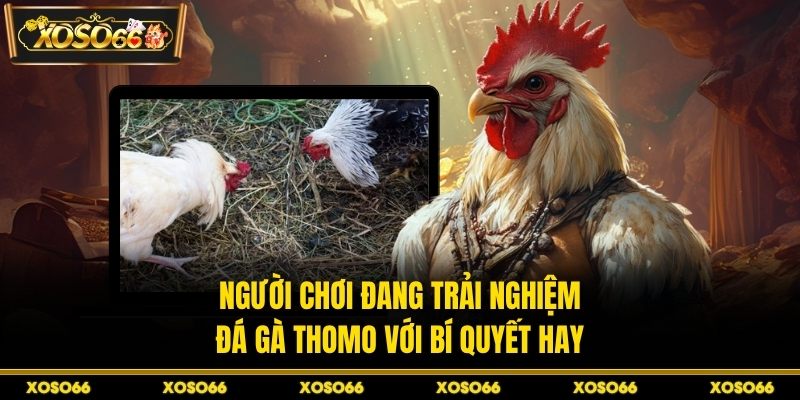 Đá Gà Thomo – Chia Sẻ Kinh Nghiệm Giải Trí Cùng XOSO66