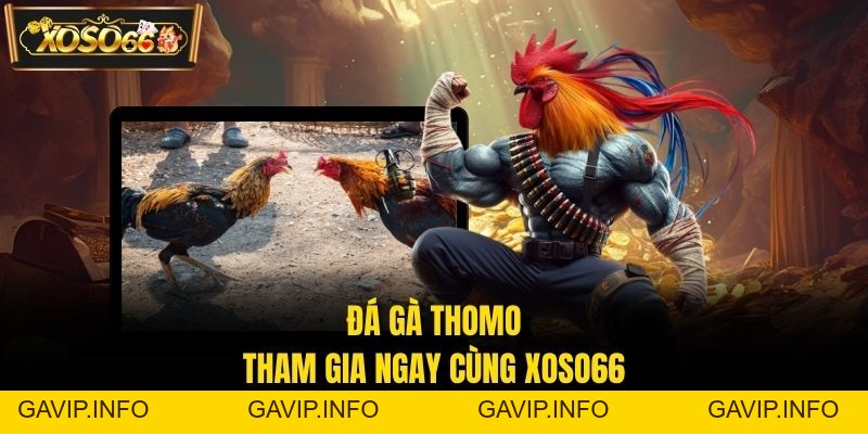 Đá Gà Thomo – Chia Sẻ Kinh Nghiệm Giải Trí Cùng XOSO66
