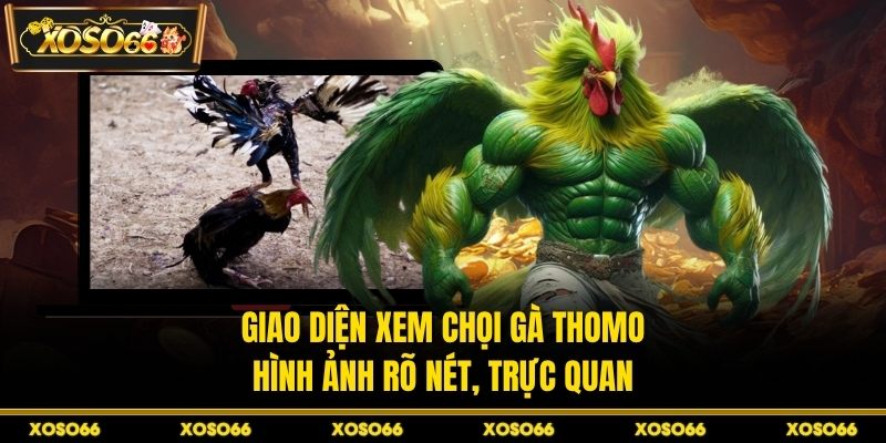 Đá Gà Thomo – Chia Sẻ Kinh Nghiệm Giải Trí Cùng XOSO66